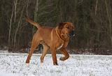 TOSA INU 335